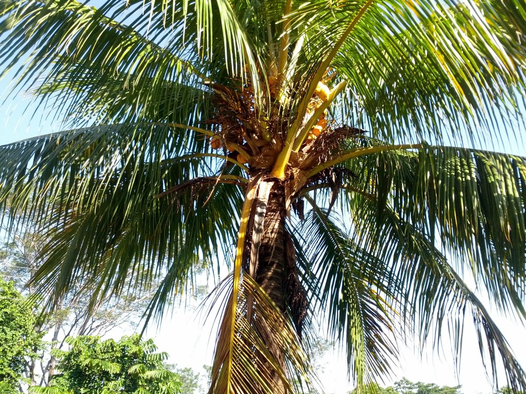 Palenque bölgesinin milli meyvesi: Hindistan cevizi