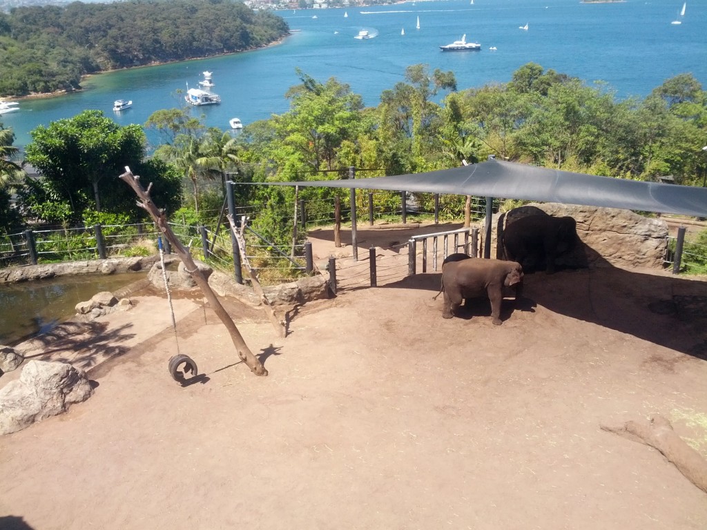 Taronga hayvanat bahçesi bir tepe üzerine kurulmuş. Başlangıç noktasına teleferikle çıkartıyorlar ve bilete dahil. Teleferikle tırmanma esnasında ise harika manzaralar sizi bekliyor.