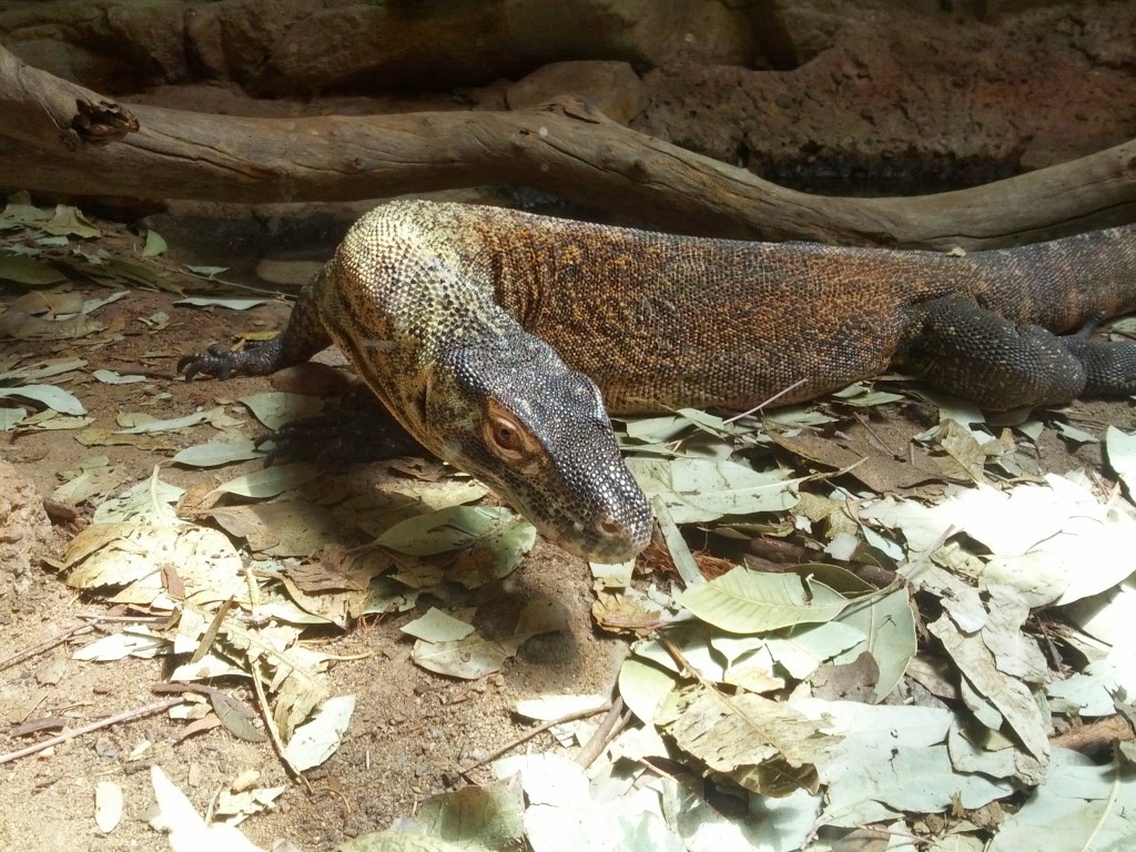 Dev iguana.