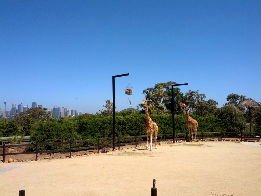 Hayvanat bahçesinin belki de en şanslı hayvanları zürafalar. Müthiş bir Sidney manzaraları var.