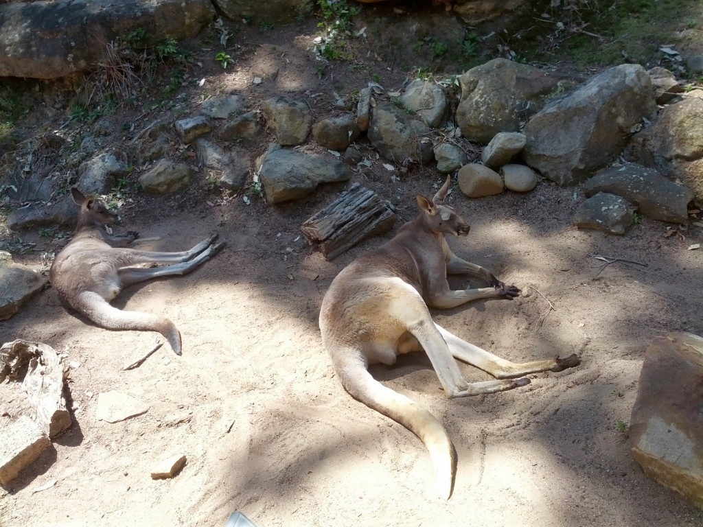 Ve işte Avustralya'nın sembolü kangurular.