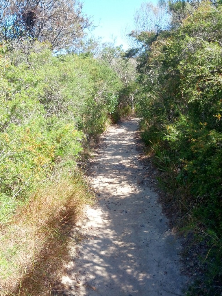 Trekking yolunun önemli bir kısmı fotoğraftakine benzer ve "bush walk" (çalı yürüyüşü) ismi verilen patikalarda sürüyor. Çalı yürüyüşleri Avustralya'da çok yaygın.
