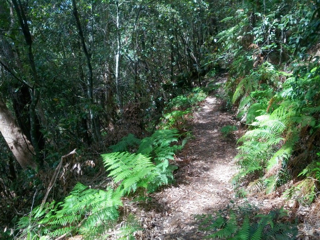 300 metrelik dev merdiveni inişini tamamladıktan sonra kendinizi dev bir ormanın içerisinde buluyorsunuz. Trekking yolu bu orman içerisinde birkaç saat devam ediyor. Zorlu bir rota olduğundan birkaç saatlik orman yolu boyunca karşılaştığınız kişi sayısı bir elin parmaklarını geçmiyor.