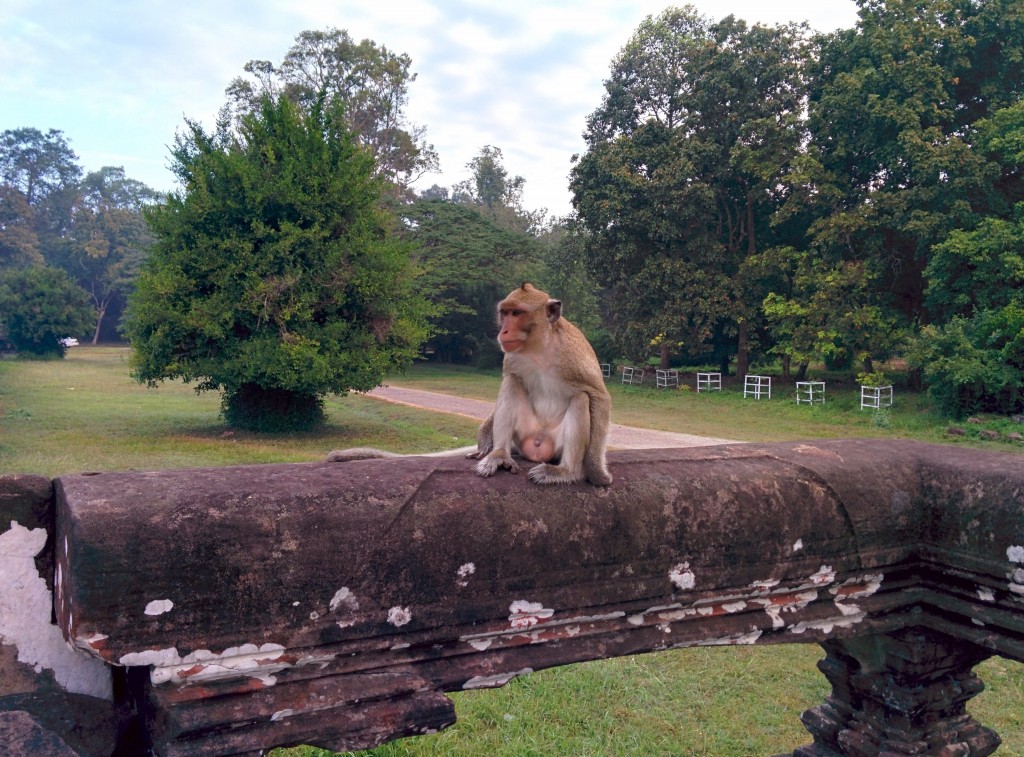 Tapınaklar bölgesinde maymunlar serbestçe dolaşıyor. Hatta bazen onlarcası etrafınızı sarabiliyor, fotoğraf makinenizi, yiyeceğinizi alıp kaçabiliyor. Biz dikkatliydik.